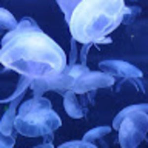 Meet your Posher, Lorena